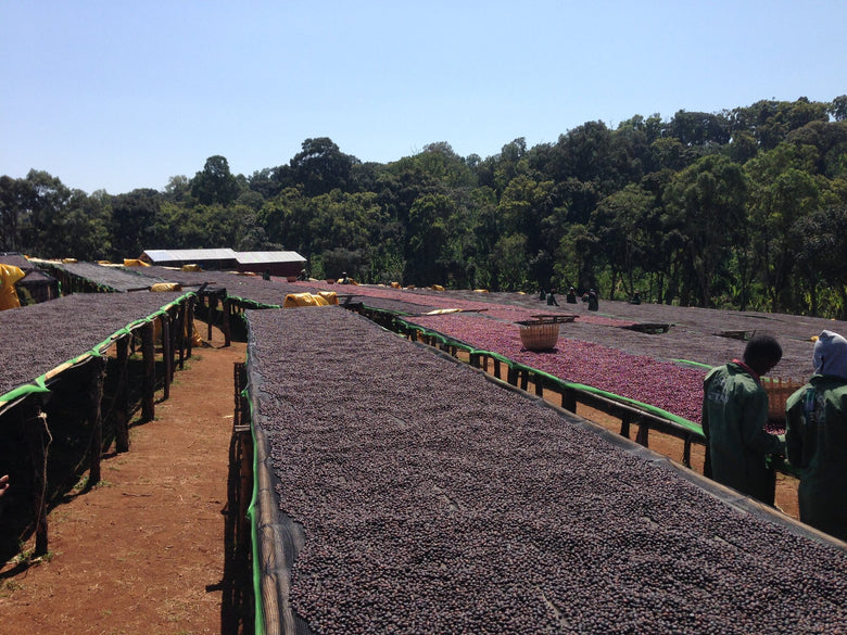 Single Origin | Ethiopia Alaka Natural
